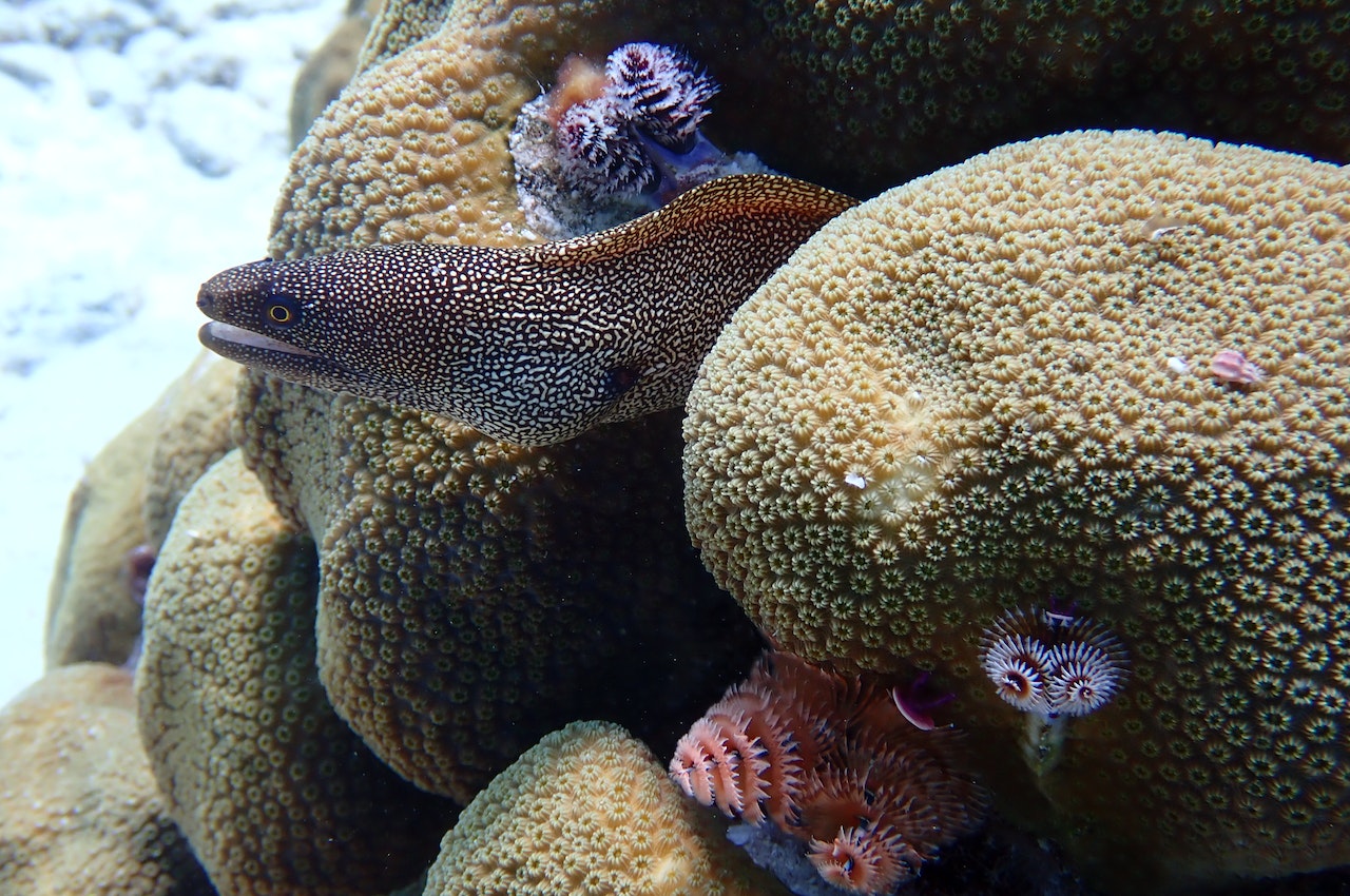 Grande barrière de corail Australie : un joyau naturel à préserver.